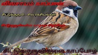 சிட்டுக்குருவி பற்றி நாம் குழந்தைக்கு சொல்லித் தருவோம்