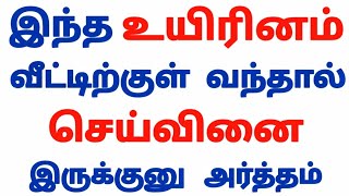 செய்வினை இந்த உயிரினங்கள் மூலம் தான் வீட்டிற்கு அனுப்புவார்கள்