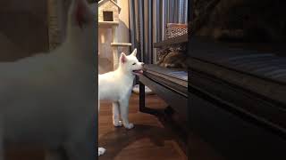 猫パンチを避け続ける秋田犬が最後に余裕のドヤ顔🐶😏【秋田犬】 【子犬】【猫パンチ】