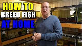 How to BREED AQUARIUM FISH at home! the king of diy