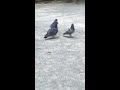 鳩の求愛行動邪魔され逃亡