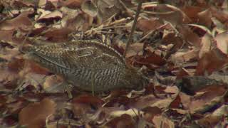 野鳥観察動画【アリスイ・アオシギ】