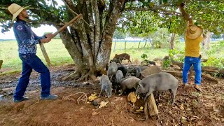 Estância estrela a fazenda que tem FARTURA, voltei lá e veja oque aconteceu.