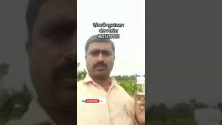 मका पिकावर दैविक कॅप्सूलचा  रिजल्ट/ daivic capsule corn result/ दैविक कॅप्सूलचा फायदा