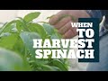 When to Harvest spinach|sv'spassion