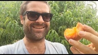 Ep174 - Stonehaven Desert Gold Peaches - One Year In The Ground