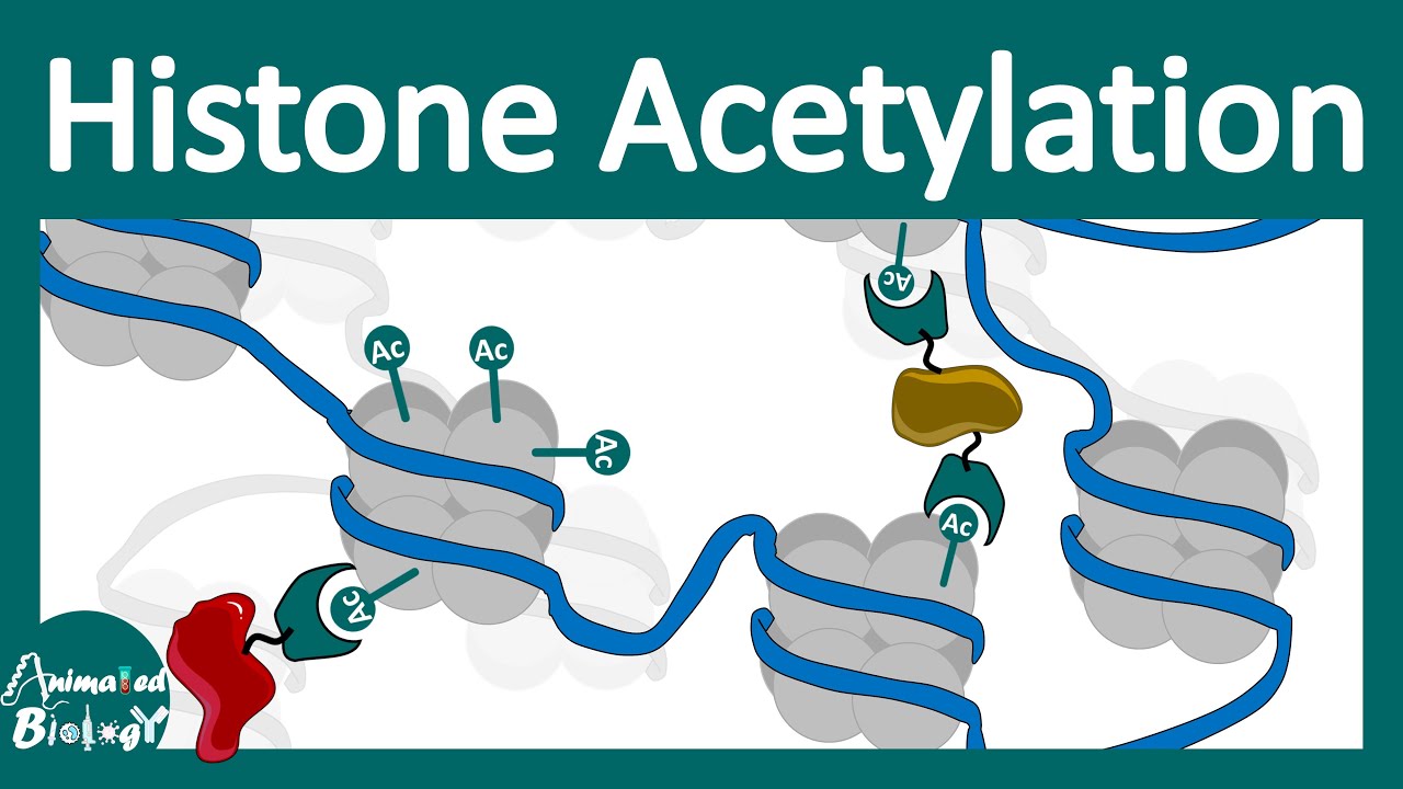 Histone Acetylation Chromatin Modification What Does Histone