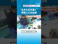 “生きたまま届く”伊勢エビが人気 お歳暮用に出荷始まる 売れ筋は2～3匹入りで1万800円 三重・鳥羽市の「珍海堂」 チャント