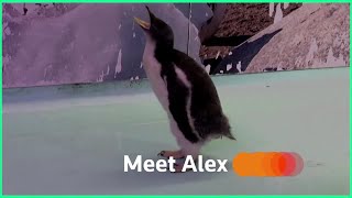 Meet Alex, the first Antarctic penguin born in Mexico