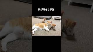 隣が好きな子猫　#保護猫 #子猫 #cat