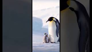 #penguin #cute #birds #animals #nature #lovethatmeltscold #babypenguintouching #antarcticadventures