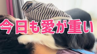 【キャバリアのリアルな日常】常に予測不可能な行動を取る愛犬うに(3歳4ヶ月)