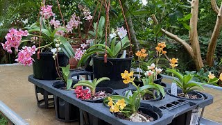 2449 原生肉唇蘭和它的朋友們 my sarcochilus collection