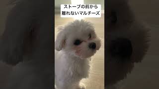 ストーブの前から離れないマルチーズ#犬のいる生活 #犬と猫のいる暮らし #マルチーズ#パピー #子犬#癒し #動物 #尊い #てぇてぇ #dog #puppy #animal #healing