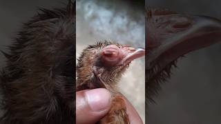 মুরগির কোরাইজা রোগের ঔষধ।#মুরগির_বাচ্চা #chicken