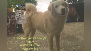 White colour Himalayan mustiff male puppy 7 month (bhote dog)puppy