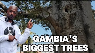 Things To Do In Gambia: A Private Tour To The Biggest Tree In The Village #tree #gambia #thingstodo