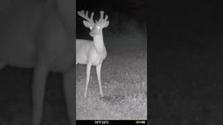 UNIQUE Buck Caught on GEN-600 #shorts