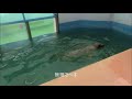 【アザラシ】ドキドキゴマちゃん（伊勢シーパラダイス／水族館）