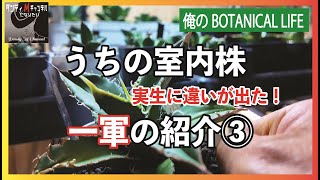 部屋育成のアガベなど一軍の紹介part3最終回/アガベのネームド株の紹介/アガベ実生で差が出た/オペルクリカリアパキプス/ビカクシダ/モンステラなど