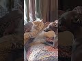 死亡凝視 緬因貓 搞笑 有趣 cat funny mainecoon lol