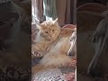 死亡凝視 緬因貓 搞笑 有趣 cat funny mainecoon lol