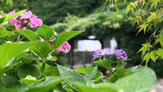 惜春会／周防阿弥陀寺２０１１