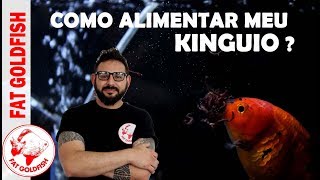 Como alimentar meu kinguio?