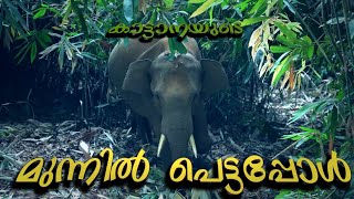 ഞങ്ങൾ കാട്ടാനയുടെ മുന്നിൽ പെട്ടപ്പോൾ |Kerala wild elephant behavior| elephant conversation