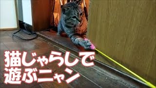 保護79日目。猫じゃらしで遊ぶ猫が可愛い