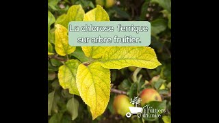 La chlorose ferrique des arbres fruitiers : savoir la reconnaître, l'éviter et la traiter.