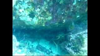 Far South Coast - Eastern Rock Lobsters