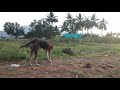 retired boar hunting ramanathapuram mandai dog old and aggressive