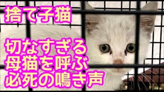 【子猫保護】切なすぎ！母猫の鳴き声アプリに必死に応える捨て子猫