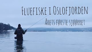 Fluefiske i Oslofjorden - Årets første i håven!