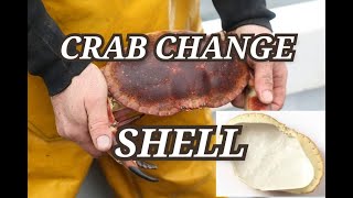 FISHING  /  Fishing Crab  /  How Crab Change the SHELL