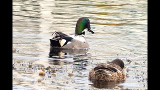 ヨシガモ　Falcated duck　Anas falcata