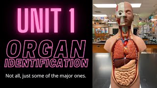 Basic Organ Identification of the Human Body