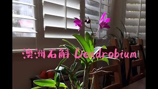 澳洲石斛 Dendrobium