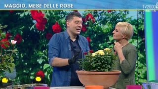 Maggio, mese delle rose