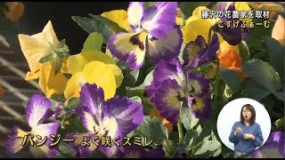 藤沢産の花で暮らしに彩りを