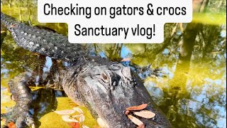 Checking on gators \u0026 crocs, sanctuary vlog!