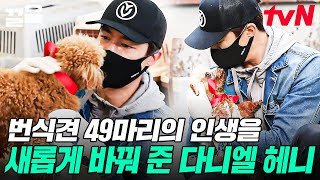 번식견에서 사랑스러운 반려견으로!🐕 뜬장 속 강아지들의 새 삶을 찾아준 다니엘 헤니 | 업글인간