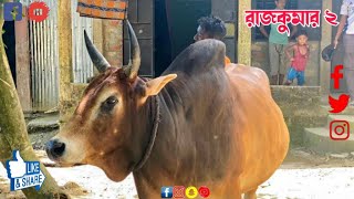 ||রাজকুমার ২||দক্ষিন সুরমা হকিয়ারচর এর উদিয়মান লড়াকো যুদ্ধা #mr #cow #mrbull #secret #animals