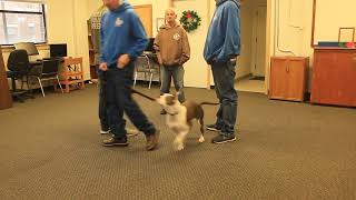Peter performs his final CGC test at the PAWS training program!