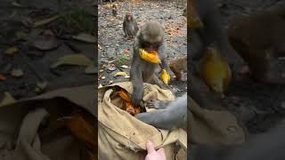#youtube #shorts  #nature #naturelif #explore #for