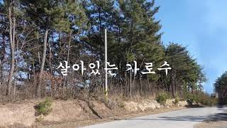 살아있는 가로수(街路樹) - 아코디언 연주 / 旅人 ［땀방울에 눈물 적신 인생의 역로...］