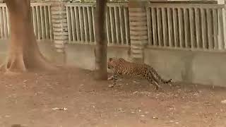 Leopard at ubalanka village