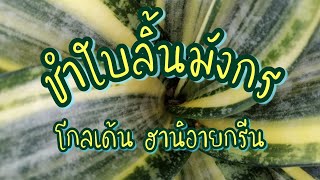 ชำใบลิ้นมังกรยังไงให้รอด​ แตกหน่อทุกใบ​ ชำดิน​ให้ชำนาญ