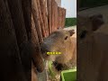 capybara 卡皮巴拉 水豚君在野外是怎麼存活的🧐 capybara 水豚 水豚君 卡皮巴拉 呆萌 cute 可愛い 萌寵 療癒 short